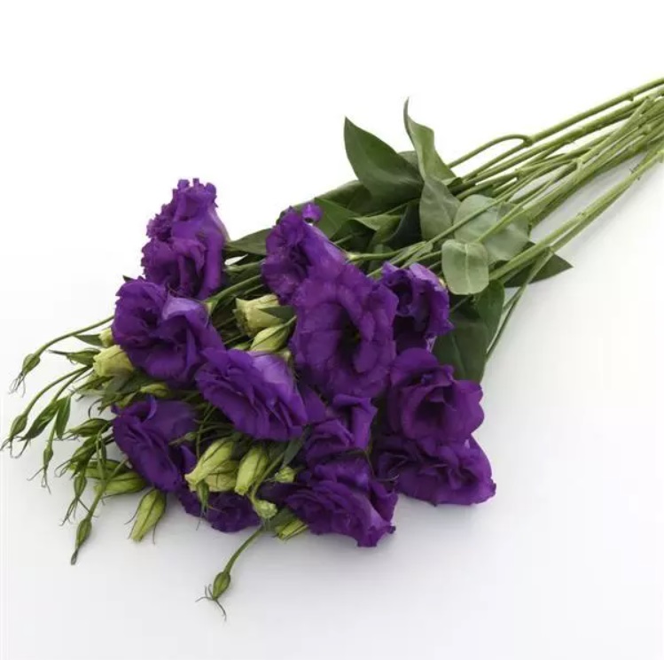 LISIANTHUS, CUT FLOWER DOUBLE, ABC 2 Blue, 20 semien